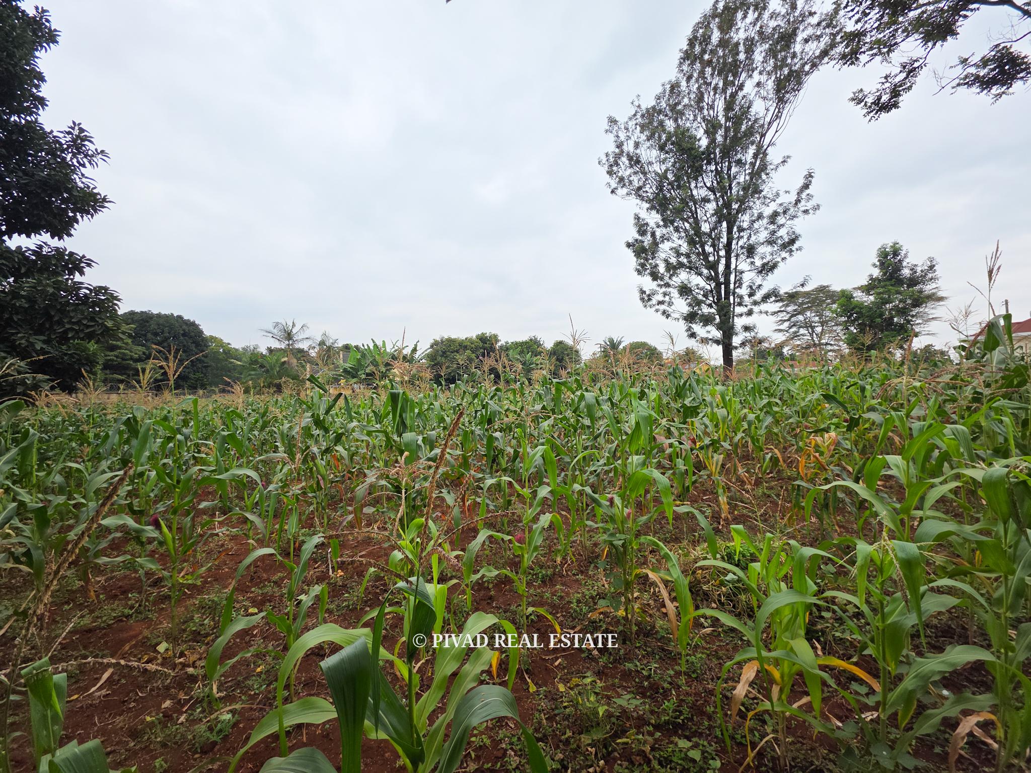 Prime Half-Acre Land for Sale in Runda Riviera