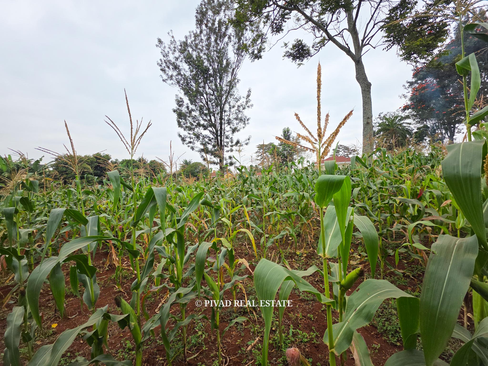 Half acre land available for Sale in Runda
