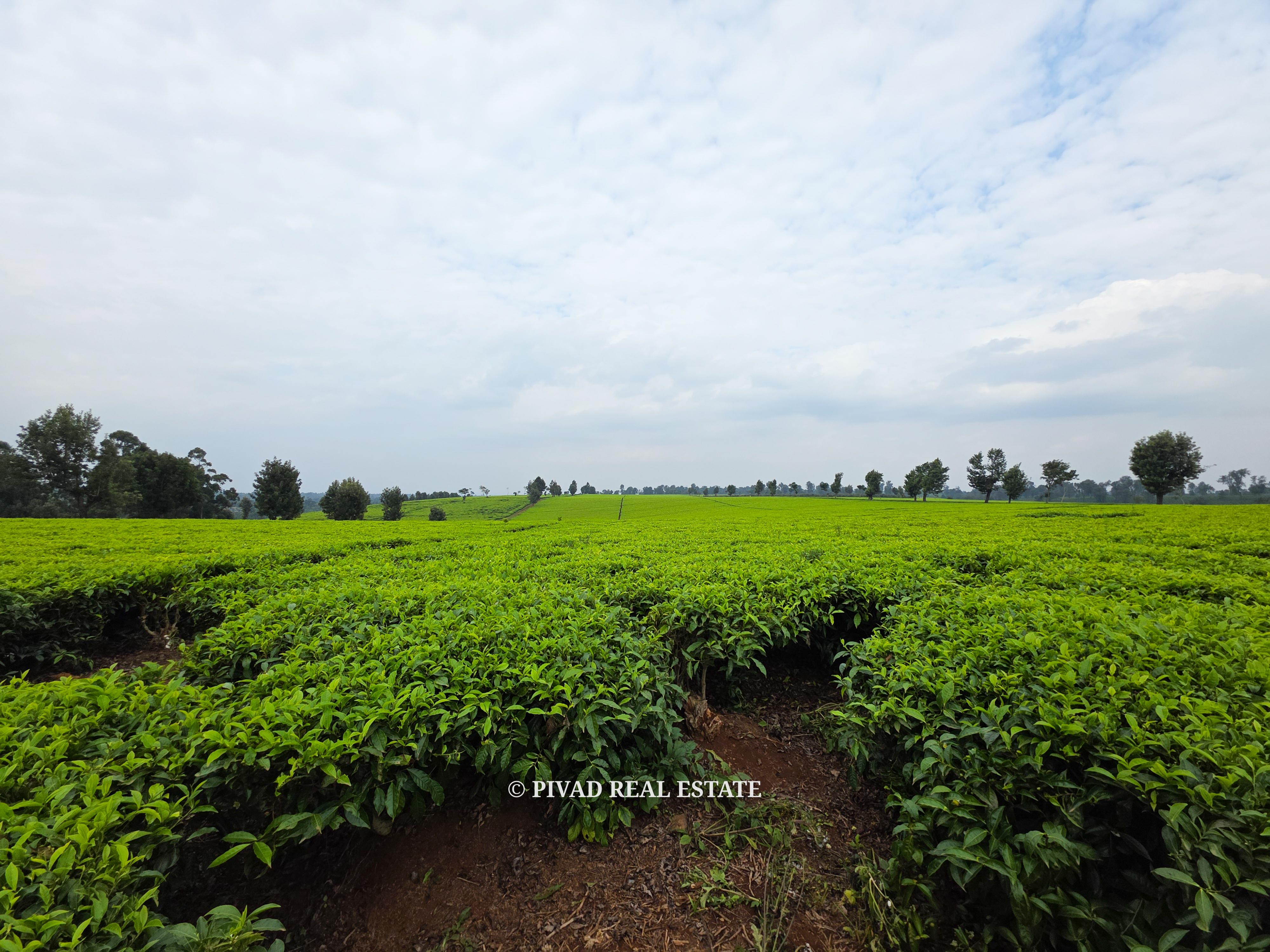 500 Acre Tea Farm/Land For Sale in Limuru, Kiambu County.