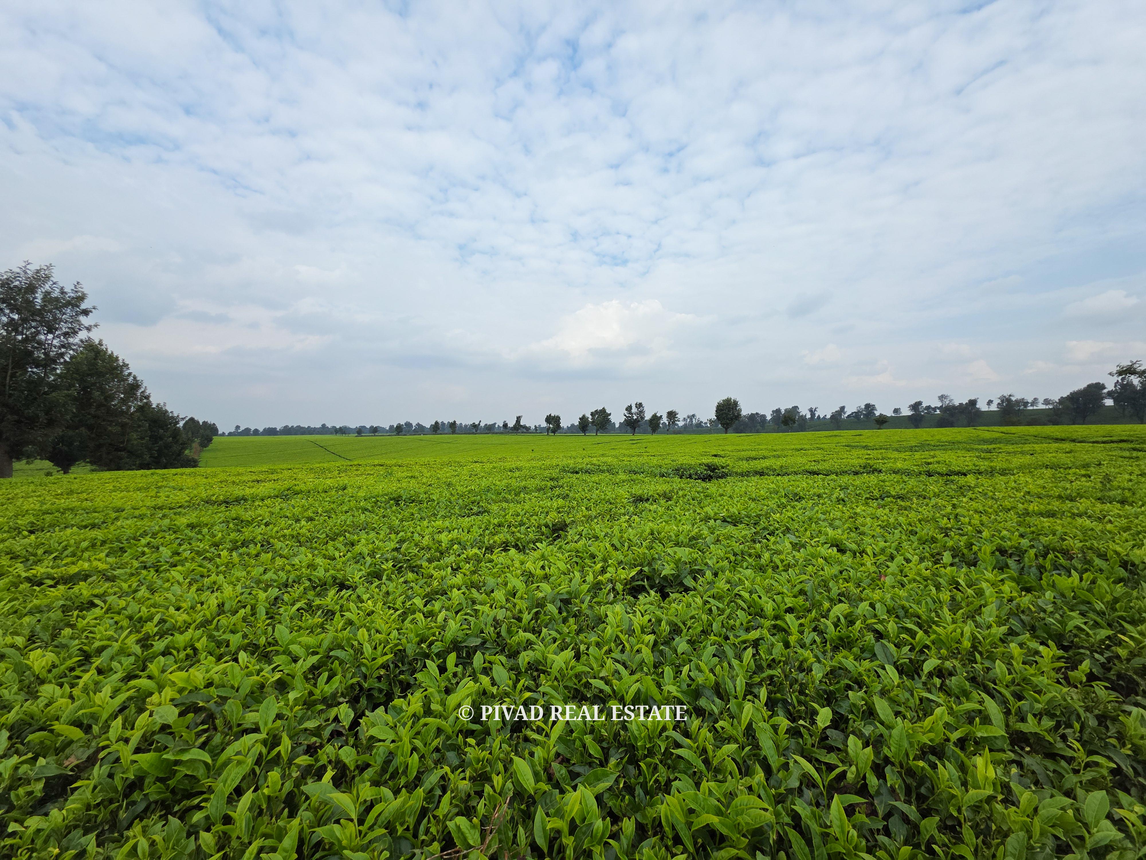 500 Acre Tea Farm/Land For Sale in Limuru, Kiambu County.